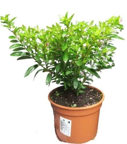 Japonská myrta Ø květináče 12 cm