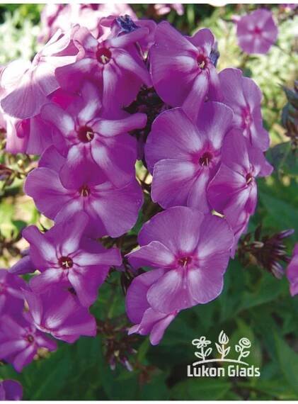 Phlox paniculata BLUE BOY - plamenka latnatá, flox