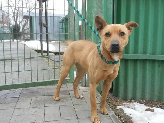 Psi k adopci z útulků, azylů a neziskových organizací
