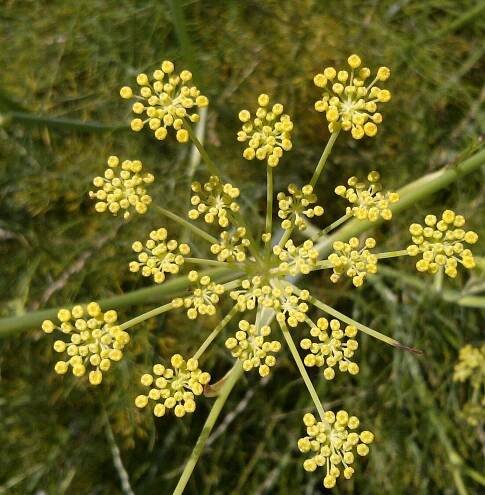Foeniculum vulgare
