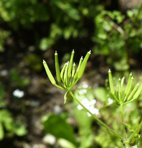 Anthriscus cerefolium (L.) Hoffm. - Portale della Flora d'Italia / Portal to the Flora of Italy