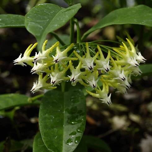 Hoya multiflora - rooted cutting