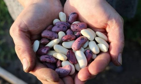Sklizeň fazolí: Jak využít skvělou úrodu?
