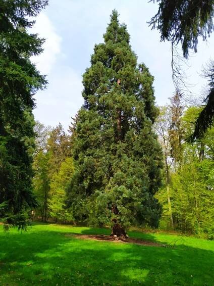 Fotografie - Sekvojovec obrovský - 01.05.2022