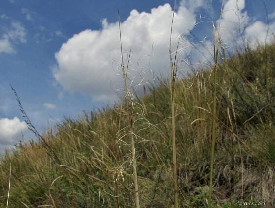 Kavyl vláskovitý (Stipa capillata)