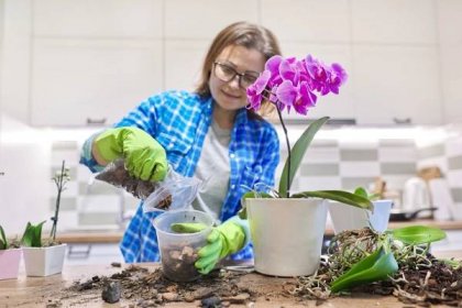 Květináče na orchideje vybírejte pečlivě. Mají vliv na správný růst - SnadnoBydlet.cz