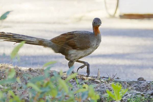superb lyrebird (Menura novaehollandiae)