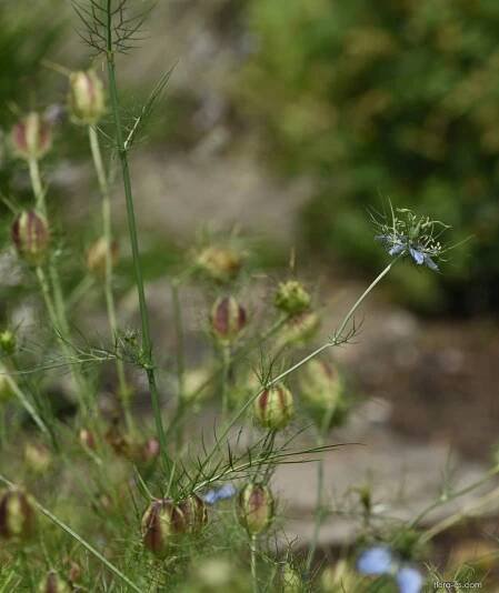 Černucha damašská (Nigella damascena)