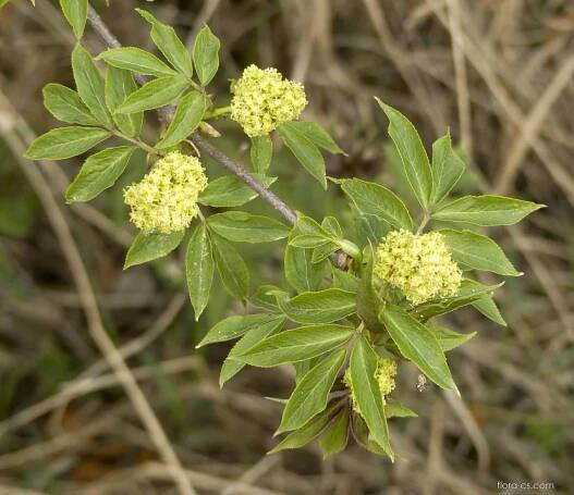 Bez červený (Sambucus racemosa), větve, větévky