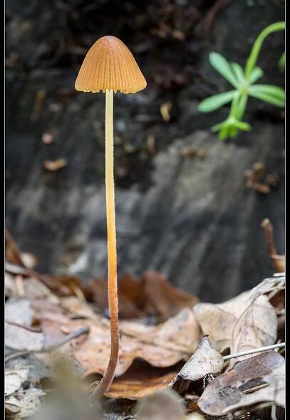 17. 5. 2019 – houby u Střelic