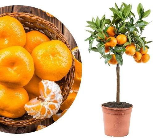 Satsuma-Mandarine  [Mezzo] - Citrus unshiu