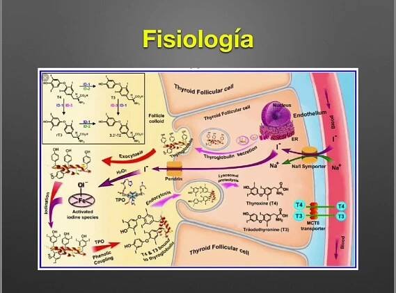 Tiroides: Anatomía y Fisiología