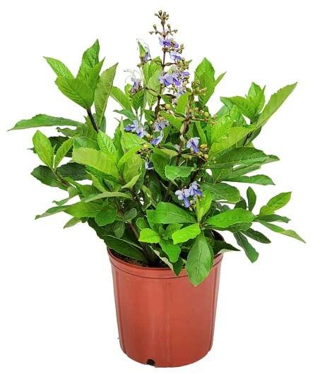 Blue Butterfly Bush Clerodendrum