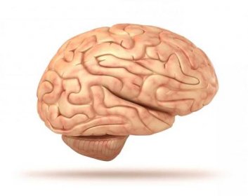 struktura lidského mozku