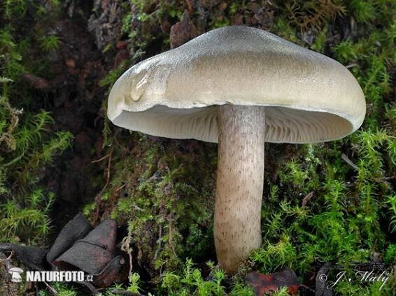 čirůvka mýdlová | Naturfoto.cz
