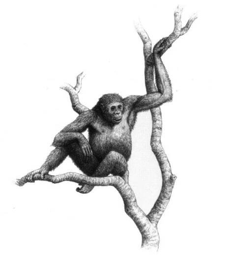 Hispanopithecus