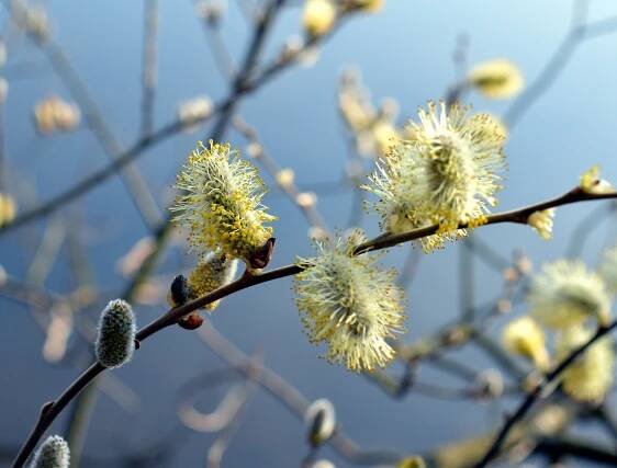 Willow