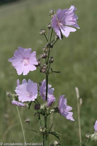 Malva alcea – sléz velkokvětý