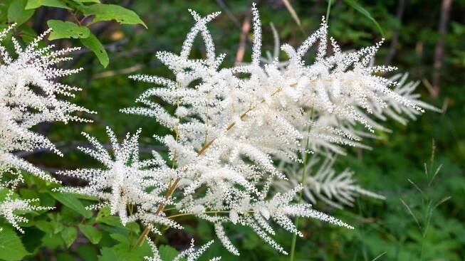 How to Plant, Grow, and Care for Goatsbeard