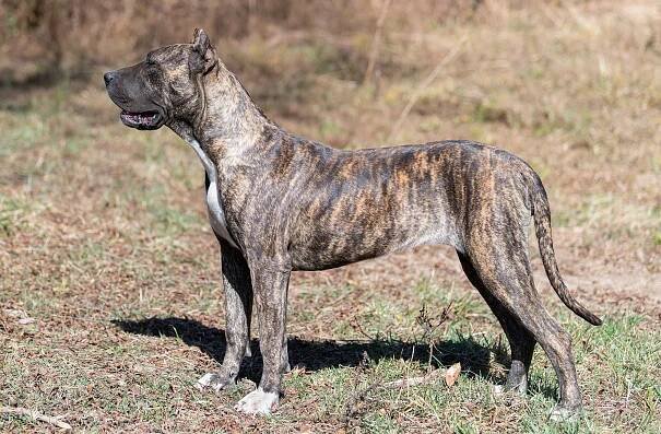 Read more about the article About importance of Breed Standard by Tom Horner