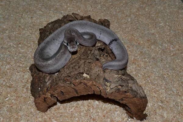 Lesser Pewter