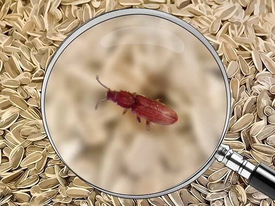 3 Ways to Identify Beetles - wikiHow