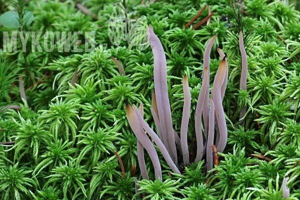 Alloclavaria purpurea - kyjanka purpurová - Mykoweb
