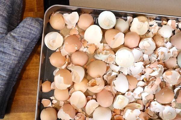 dried eggshells for eggshell powder