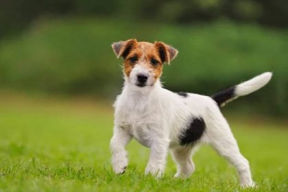 Jaký je rozdíl mezi Parson Russell Terrier a Jack Russell Terrier? 30 fotografií Popis plemen a jejich charakteristické