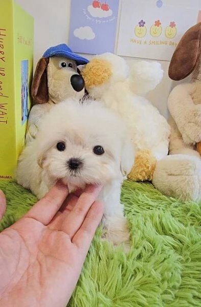 Oh puppy day (Tiny Puppy for sale) Korean tiny puppies for sale – Oh! puppyday