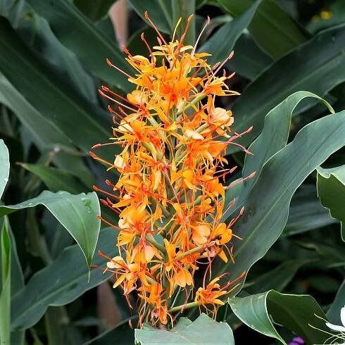 Vibrant orange and red flowers of the "Aurantiacum" Ginger