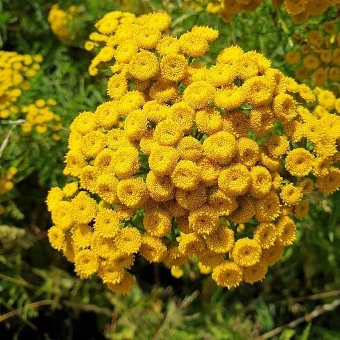 Kopretina vratič - Vratič obecný - Tanacetum vulgare - semena - 0,4 g od 39 Kč - Heureka.cz