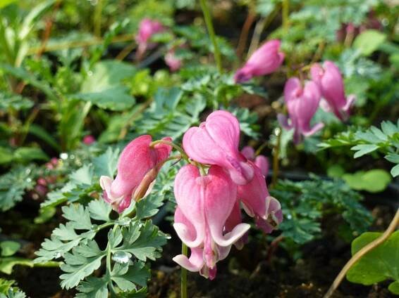Srdcovka nízká 'King of Hearts' - Dicentra formosa 'King of Hearts'