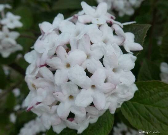 Kalina Carlesiova Aurora - květ (Viburnum carlesii)