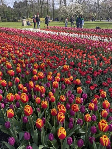 Keukenhof photos: park in bloom - Holland Explorer