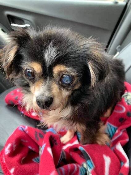 Minnie Pearl is outta the shelter! – A Reason to Believe Animal Rescue, Inc.