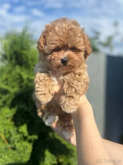 Maltipoo  F 1