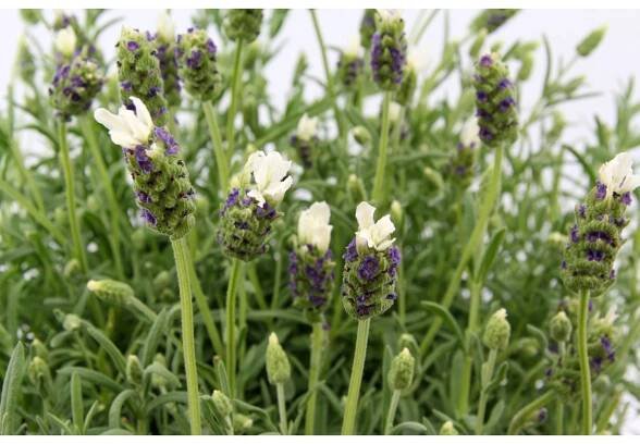 OBI Levandule "Anouk" bílá průměr květináče cca 17 cm Lavandula stoechas