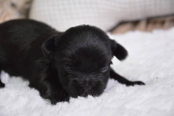 Eliot -Male Morkie
