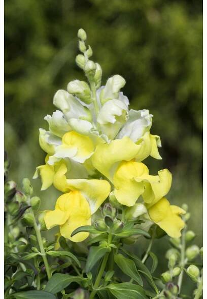 Hledík větší (Antirrhinum majus), pr. 14 cm