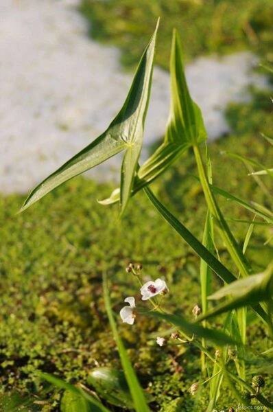 Šípatka vodní - Sagittaria sagittifolia