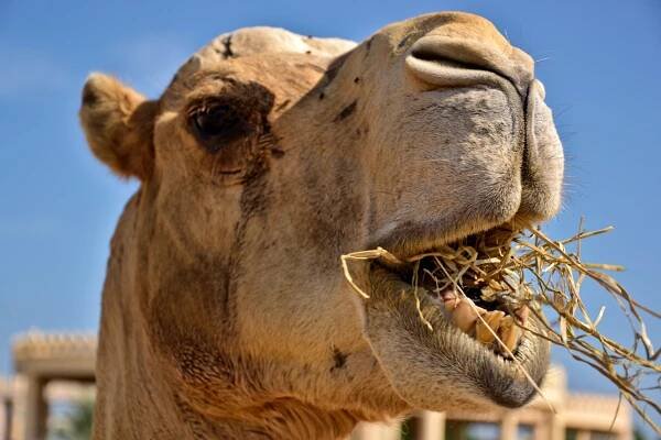 Royal Camel Farm Bahrain Manama