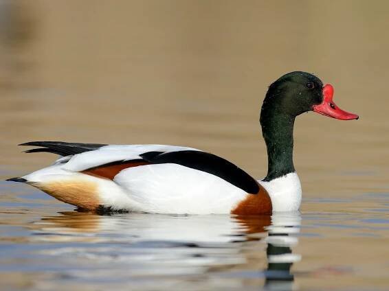 Common Shelduck - Tadorna tadorna - Birds of the World