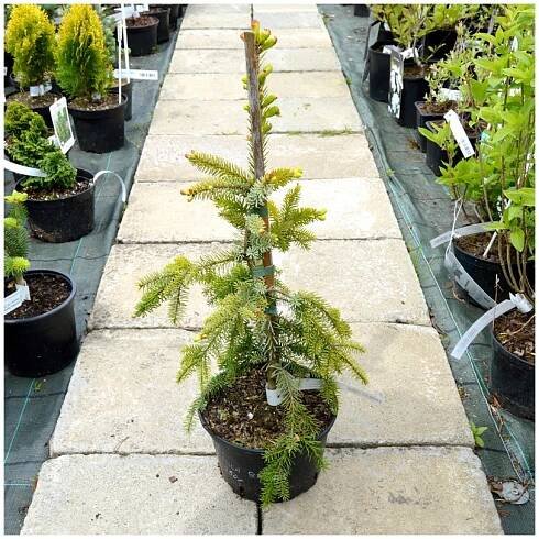 picea omorika pendula bruns 02