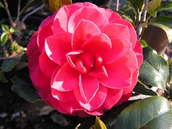 Camellia Listing – Camellia Glen Nursery