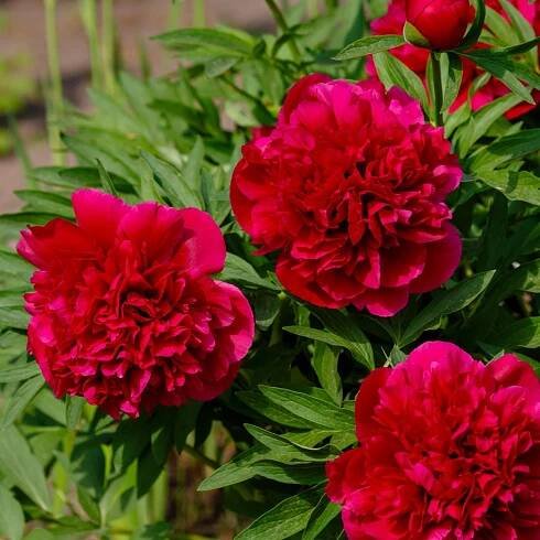 Pivoňka lékařská Rubra Plena - Paeonia officinalis - hlízy pivoňky - 1 ks