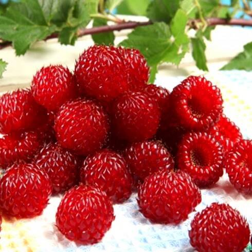 MALINÍK STROMEČKOVITÝ XL ´RASPBERRY TOWER HARA´ kont. 2L