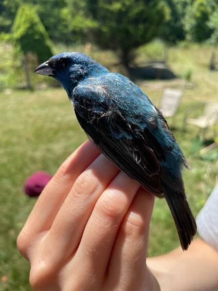 bird banding on Tumblr