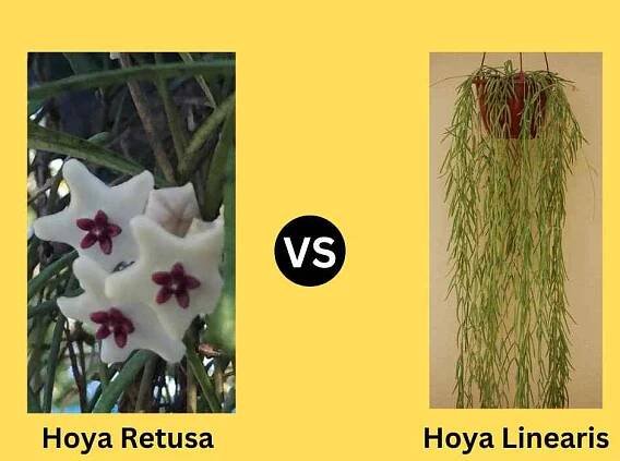Hoya Retusa vs Hoya Linearis