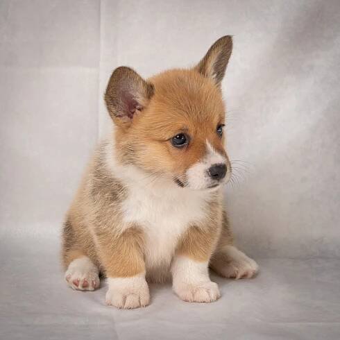 Fluffy Puppy